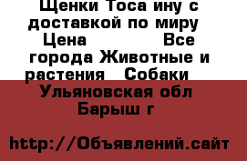 Щенки Тоса-ину с доставкой по миру › Цена ­ 68 000 - Все города Животные и растения » Собаки   . Ульяновская обл.,Барыш г.